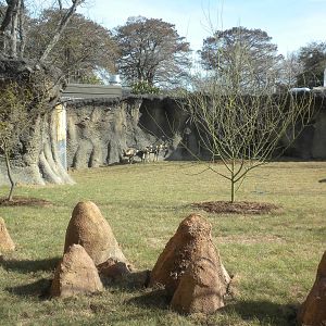 Africa Live 2 - African Wild Dog