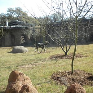 Africa Live 2 - African Wild Dog