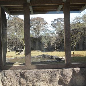 Africa Live 2 - African Wild Dog