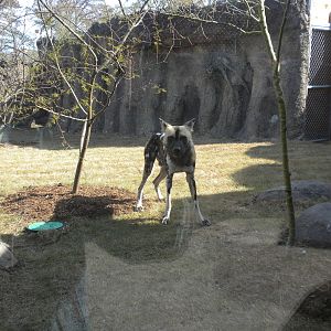 Africa Live 2 - African Wild Dog