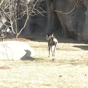 Africa Live 2 - African Wild Dog