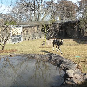 Africa Live 2 - African Wild Dog