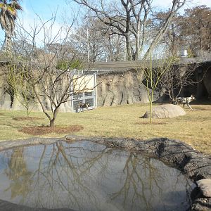 Africa Live 2 - African Wild Dog