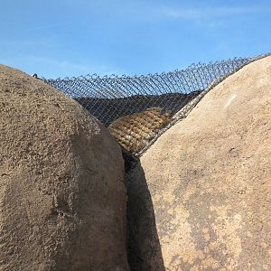 Africa Live 2 - Rock Hyrax