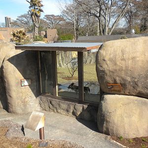 Africa Live 2 - African Wild Dog