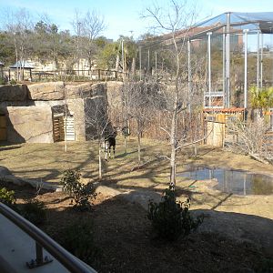 Africa Live 2 - Okapi and Aviary