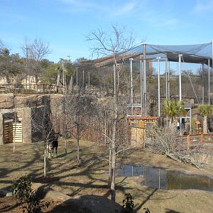 Africa Live 2 - Okapi and Aviary