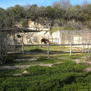 Old Okapi exhibit