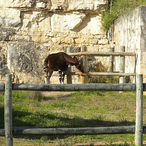 Old Okapi exhibit