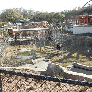 Africa Live 2 - Okapi