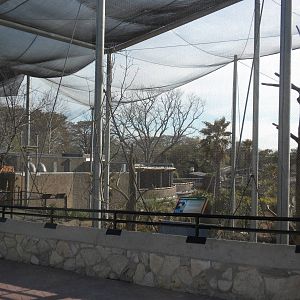 Africa Live 2 - Aviary