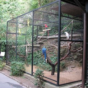 Zoo Praha - Mixed Macaw and Cookatoo cage