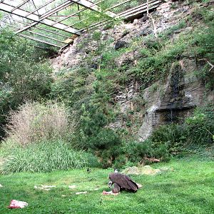 Zoo Praha - Inside the huge vulture aviary