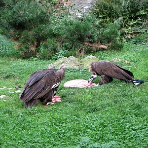 Zoo Praha - Eurasian Black Vulture