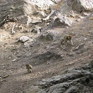 Zoo Praha - Barbary Macaque