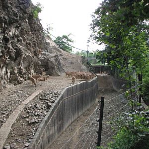 Zoo Praha - Barbary Macaque and Barbary Sheep mixed exhibit