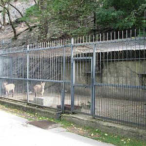 Zoo Praha - Holding facility for Caucasian Ibex