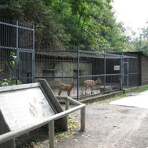 Zoo Praha - Holding facility for Caucasian Ibex