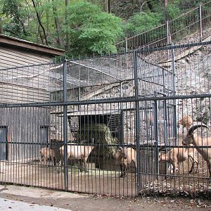 Zoo Praha - Holding facility for Caucasian Ibex