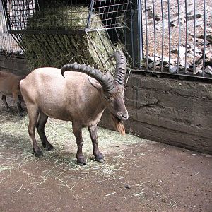 Zoo Praha - Fine Caucasian Ibex buck