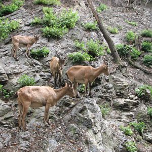 Zoo Praha - Caucasian Ibex does