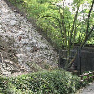 Zoo Praha - Part of an outstanding goat exhibit