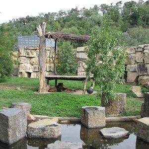 Zoo Praha - Asiatic Lion exhibit