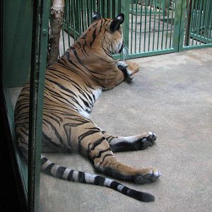 Zoo Praha - Malayan Tiger
