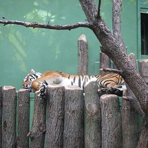 Zoo Praha - Sumatran Tiger