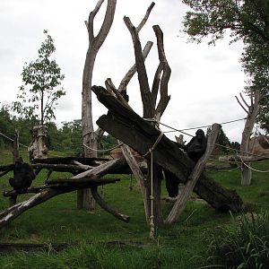 Zoo Praha - Outdoor Gorilla exhibit