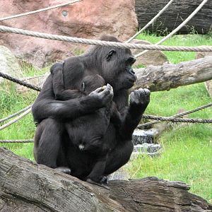 Zoo Praha - Gorilla and baby