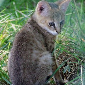 Juvenile Jungle Cat