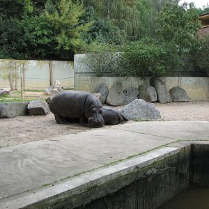 Zoo Praha - Part of the Hippopotamus exhibit