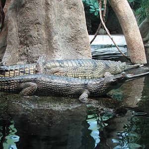 Zoo Praha - Gavial
