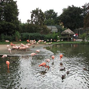 Zoo Praha - Flamingo Lagoon