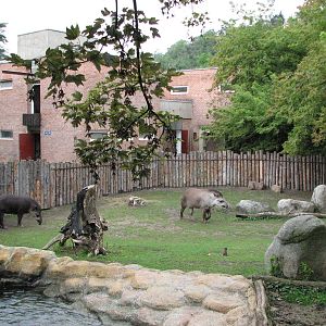 Zoo Praha - Brazilian Tapir exhibit