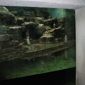 Zoo Praha - Viewing window into the indoor Penguin exhibit