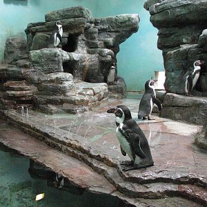 Zoo Praha - Indoor Penguin exhibit