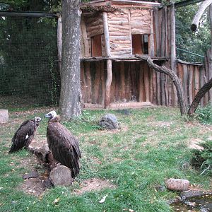 Zoo Praha - Eurasian Black Vulture enclosure