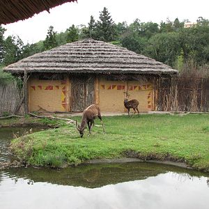 Zoo Praha - Sitatunga exhibit