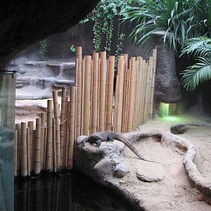 Zoo Praha - One Komodo Dragon exhibit
