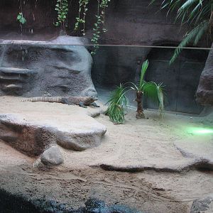 Zoo Praha - Another Komodo Dragon exhibit