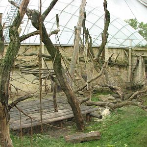 Zoo Praha - Mixed outdoor Orangutan and Gibbon exhibit
