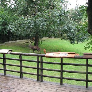 Zoo Praha - Lovely Sitatunga paddock