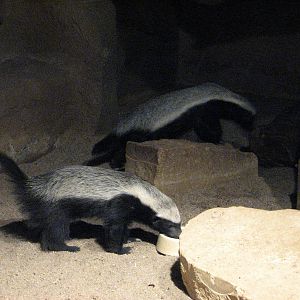 Zoo Praha - Honey Badgers in the indoor exhibit