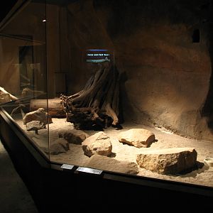 Zoo Praha - Exhibit inside the nocturnal Africa House