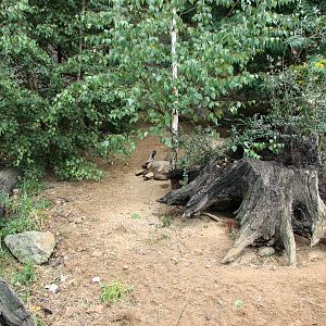 Zoo Praha - Bat-eared Fox in the outside exhibit