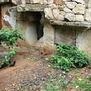 Zoo Praha - Yellow Mongoose outside exhibit
