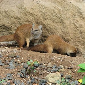 Zoo Praha - Yellow Mongoose digging