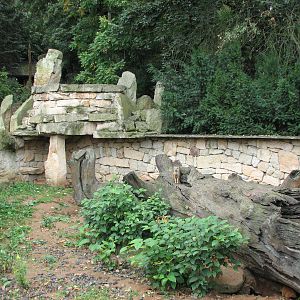 Zoo Praha - Part of the Yellow Mongoose outside exhibit